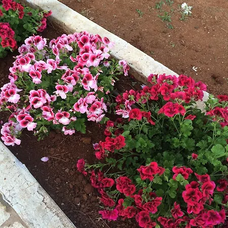 بيت للعطل Casa Carmen Nardò